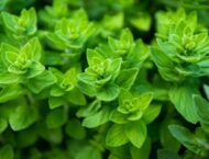 Oregano – Antibiotikum der Natur