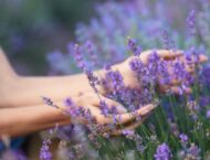 Lavendel – vom Essig bis hin Heilanwendungen